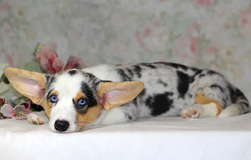 Corgi Strickjacke Blue Merle
