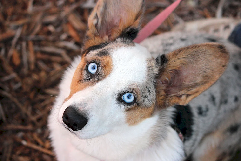 Corgi Strickjacke Blue Merle