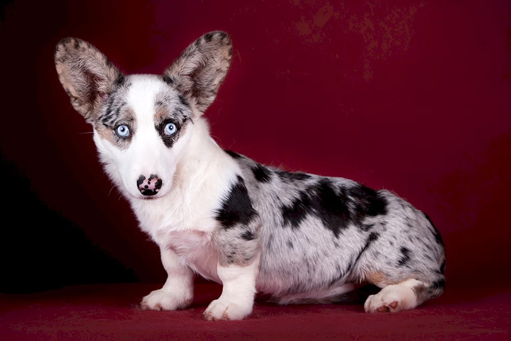 Corgi Strickjacke Blue Merle