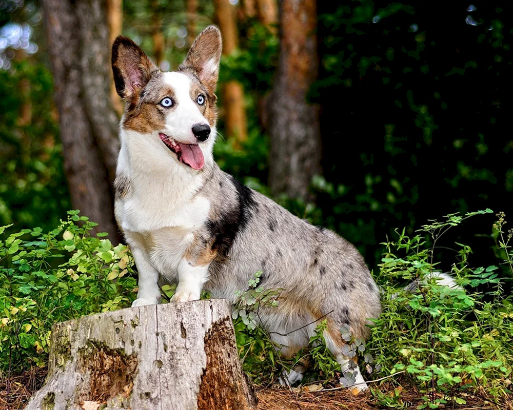 Corgi Strickjacke Blue Merle
