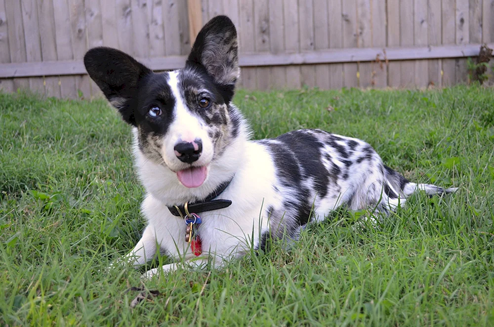 Welsh Corgi Strickjacke Blue Merle