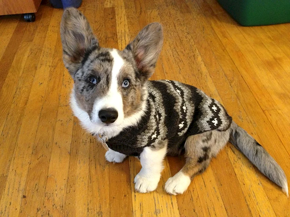 -. Pembroke Corgi