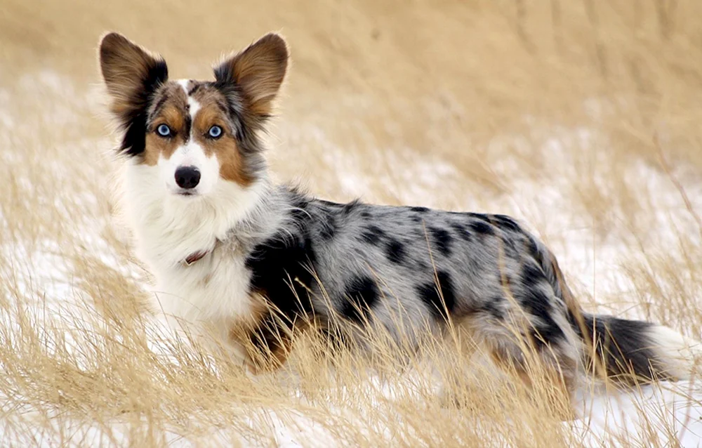Corgi Blue Merle