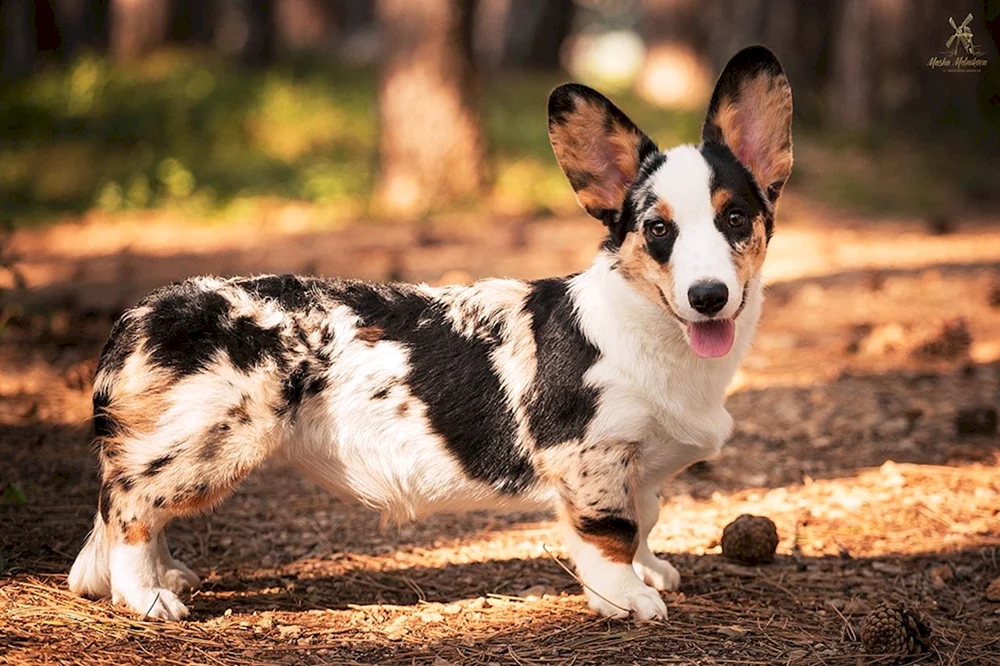 Corgi Strickjacke marmoriert