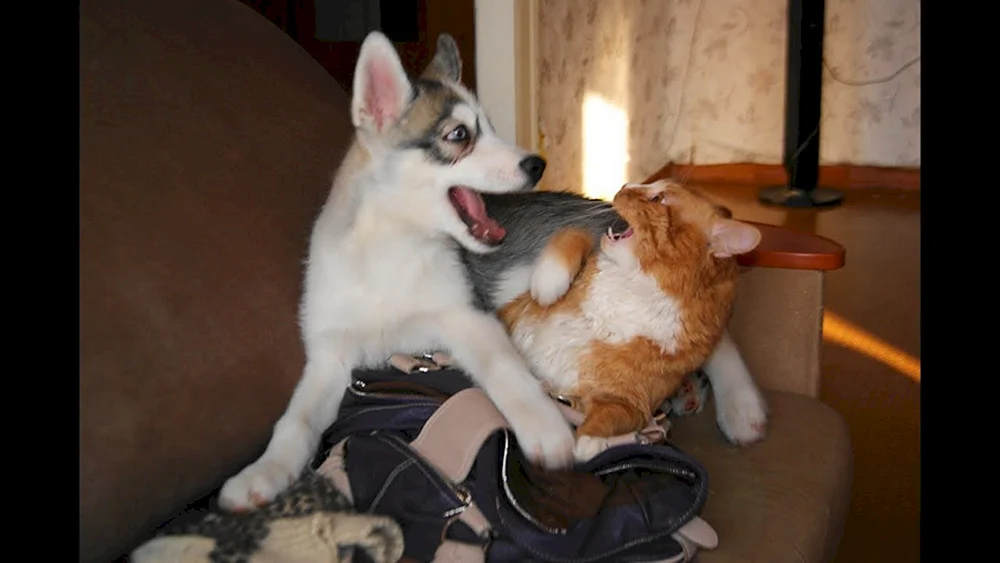 Kitten Husky Katze