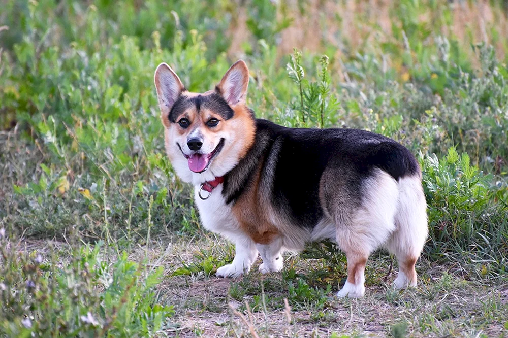Aussie-Schäferhund