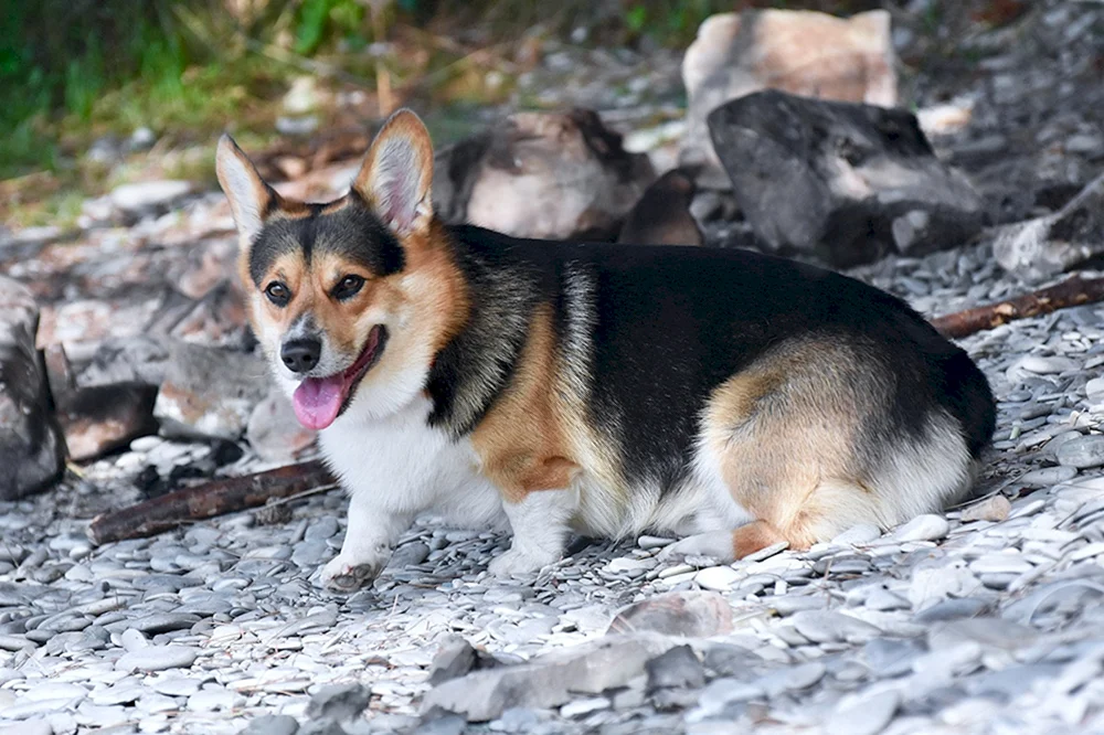 Siloh-Schäferhund