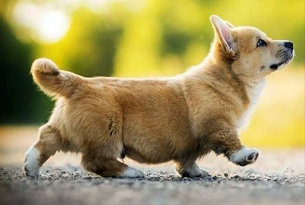 Pembroke Corgi