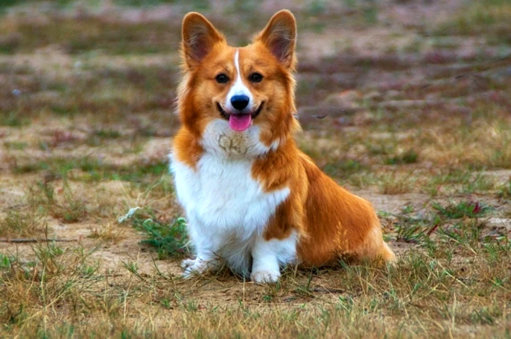 King Charles Spaniel