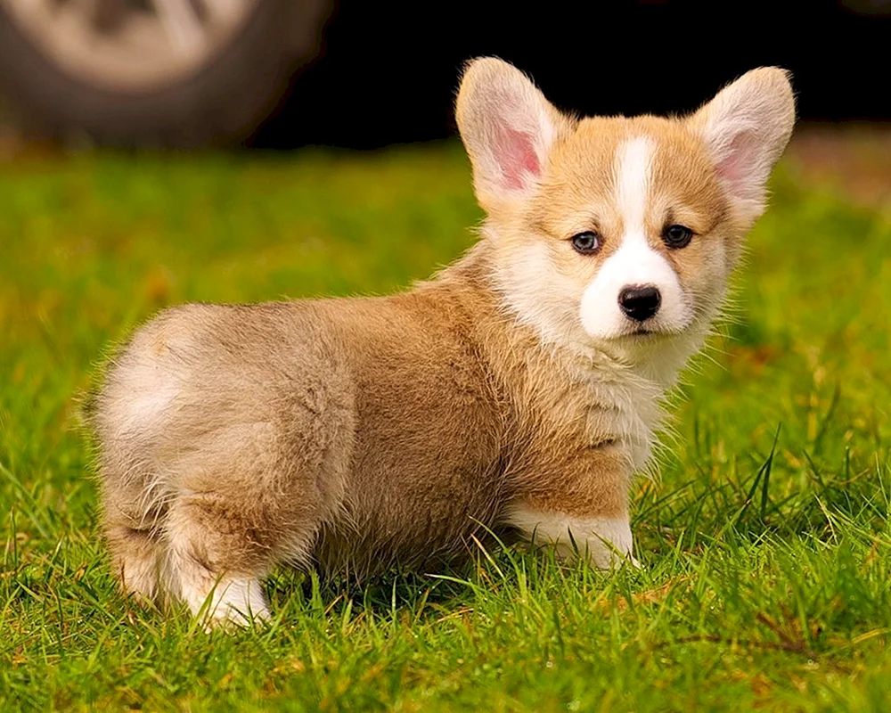 Chihuahua langhaarig