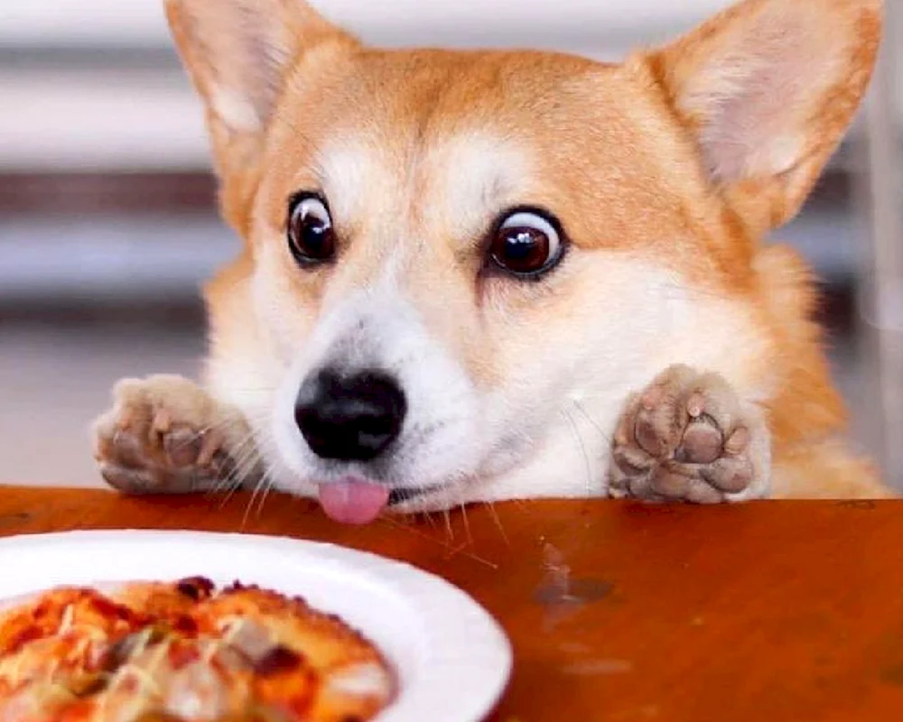 Pembroke Corgi