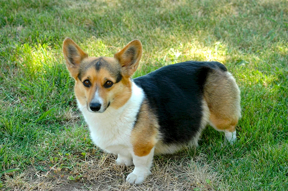 Pembroke Corgi Strickjacke