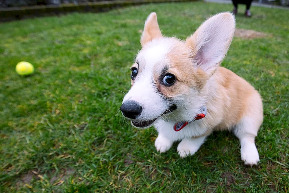 Corgi Pembroke