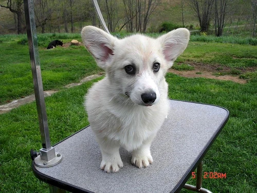 Corgi Pembroke Albino