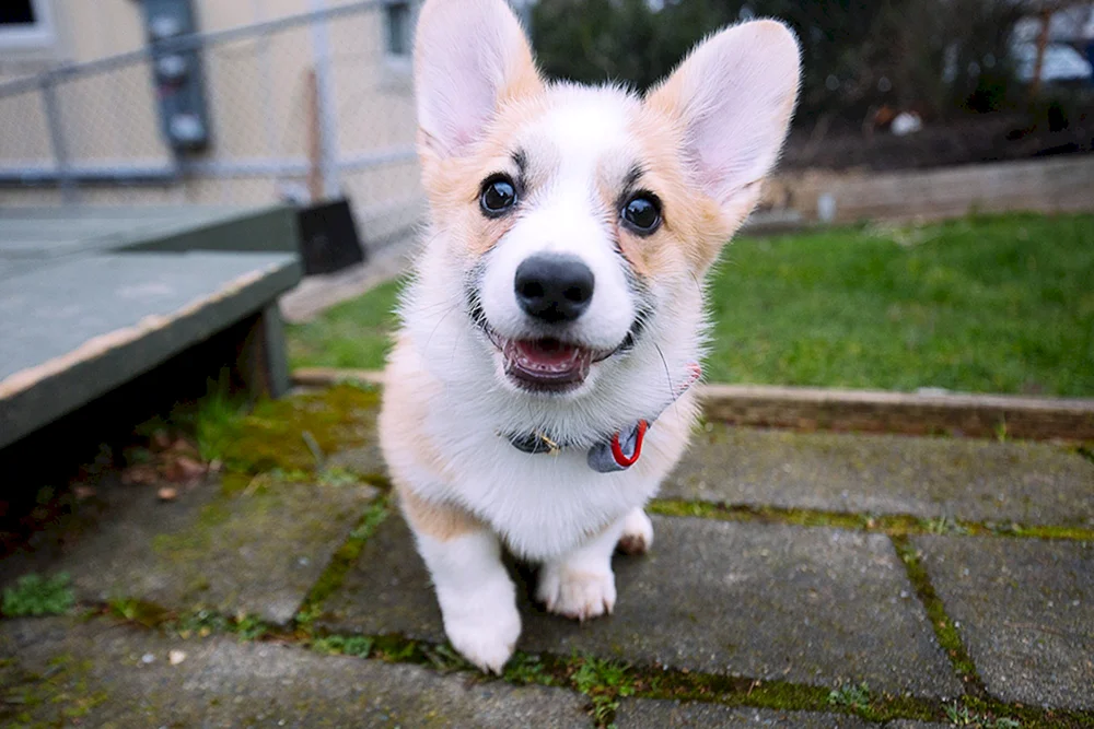 Pembroke Corgi Pembroke