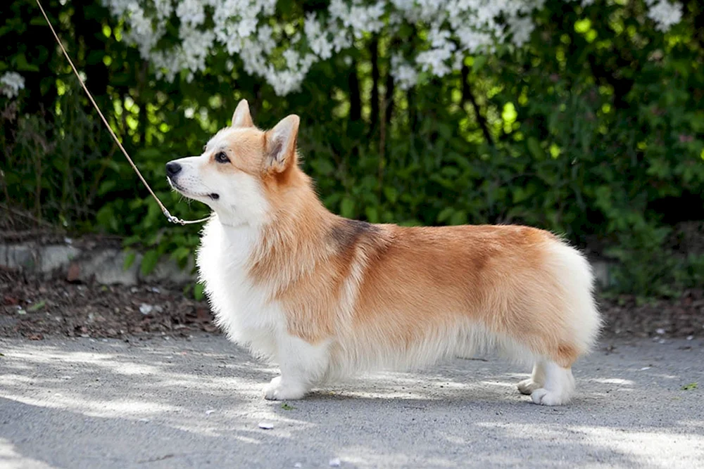 Corgi Pembroke Fluffy