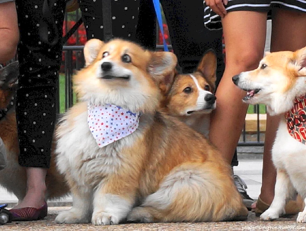 Fursuit Corgi