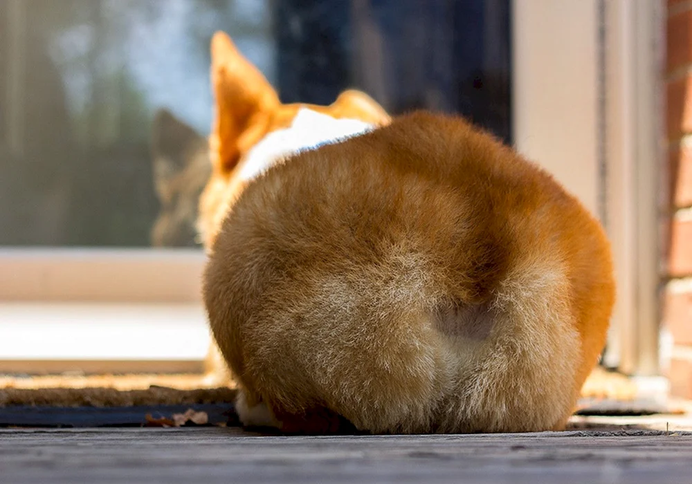 Corgi Peach