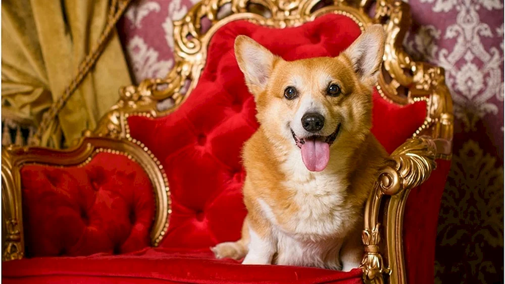 Corgi Hund Königin von England