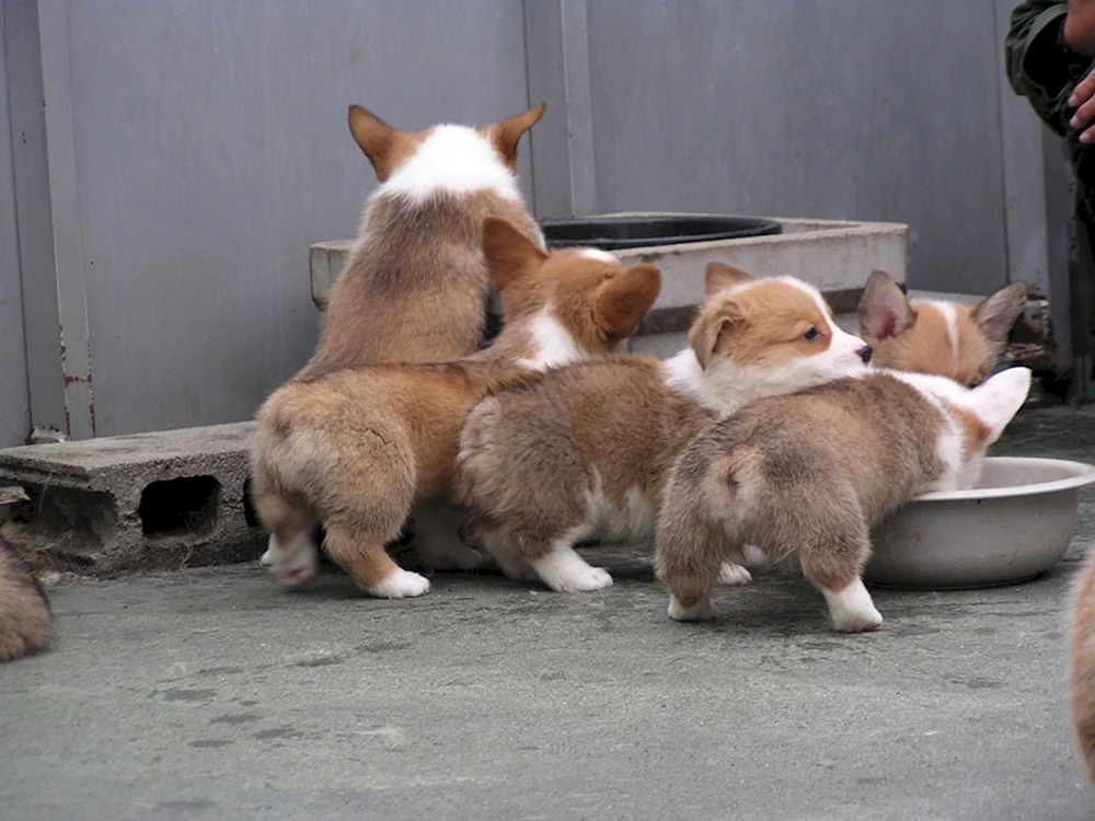 Pembroke Corgi Rückenansicht