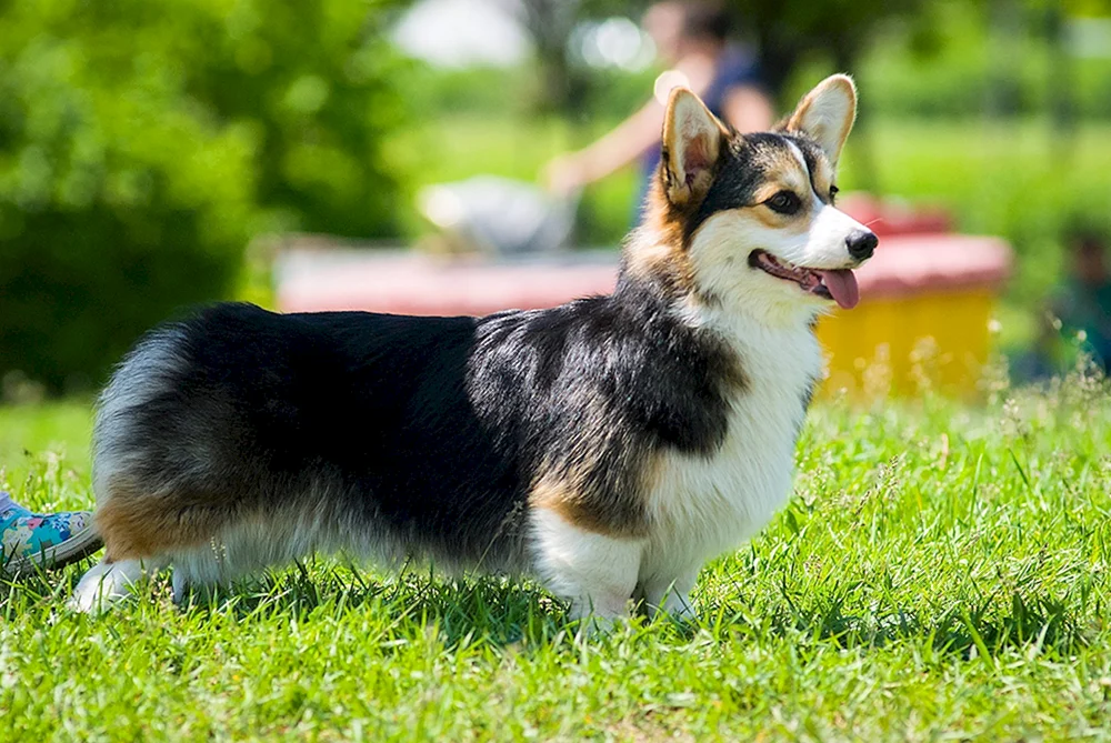 Tricolour pembroke corgi