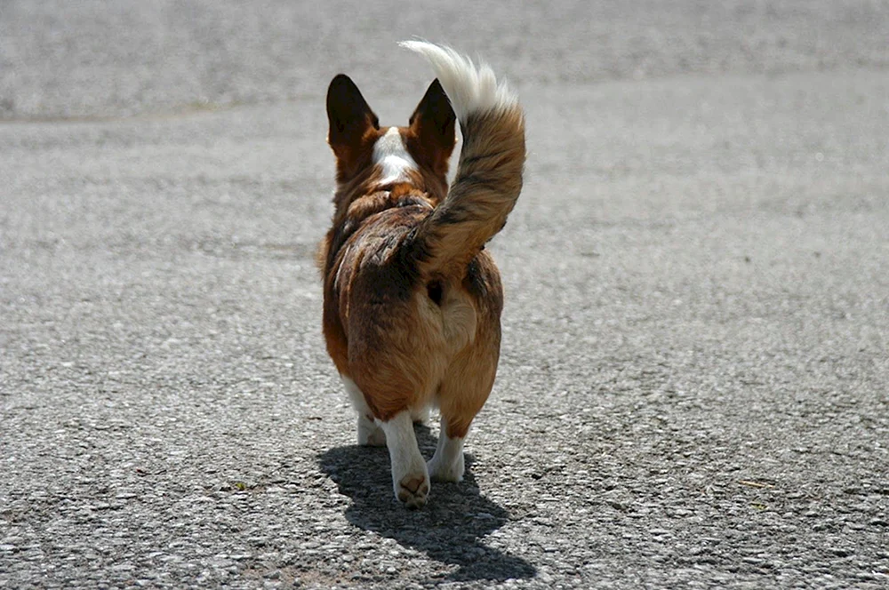 Welsh Corgi Rückenansicht
