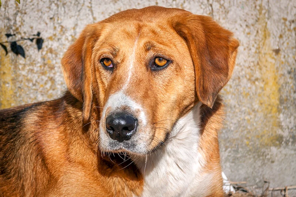 Siba Inu