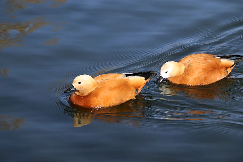 Braune Ente