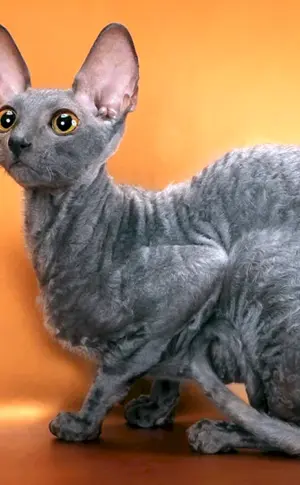Cornish Rex