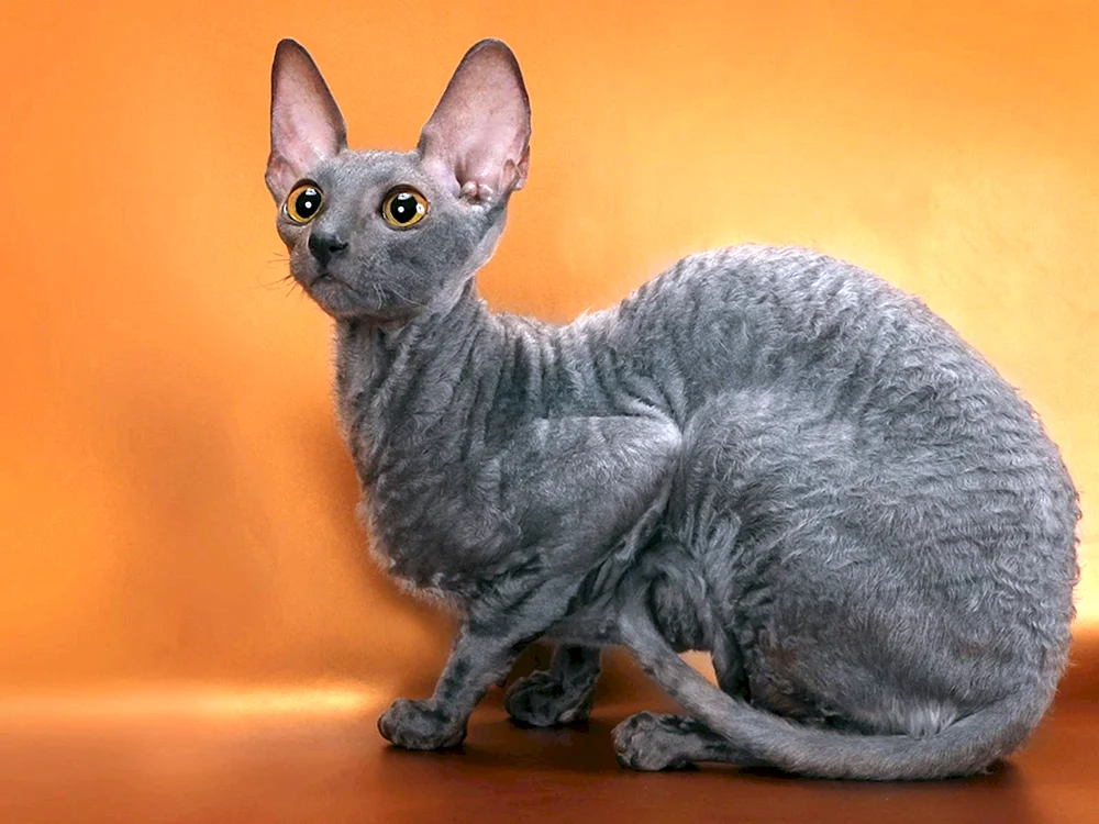 Cornish Rex