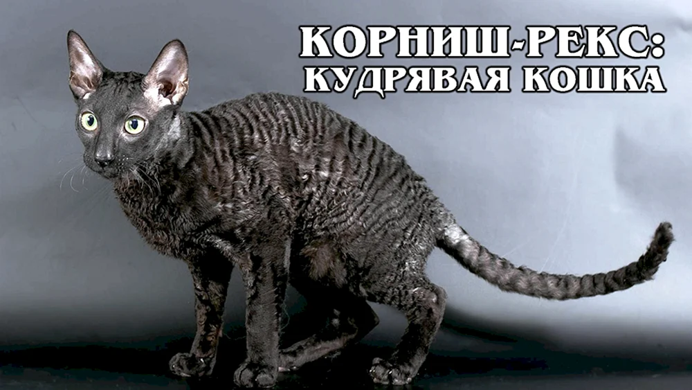 Devon Rex Katze