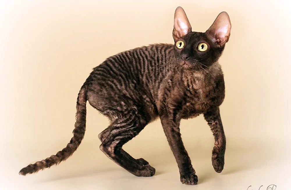 Cornish Rex Katze
