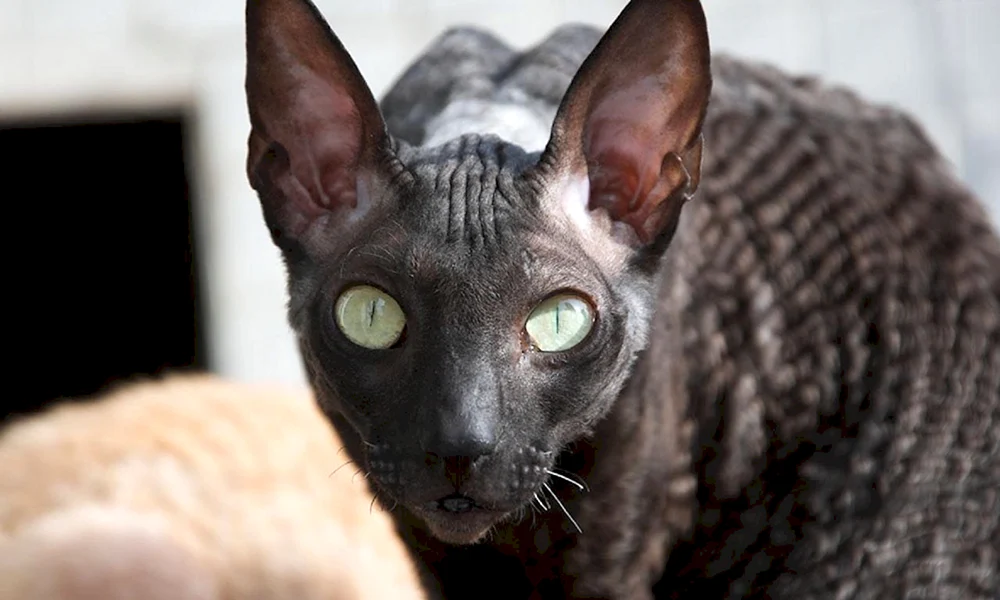 Cornish Rex Katze