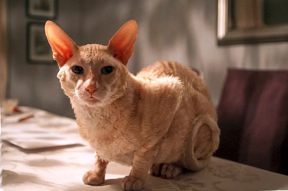 Cornish Rex Katze