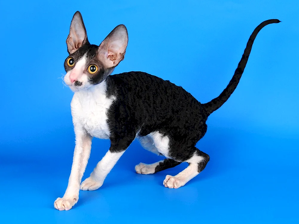 Cornish Rex Katze
