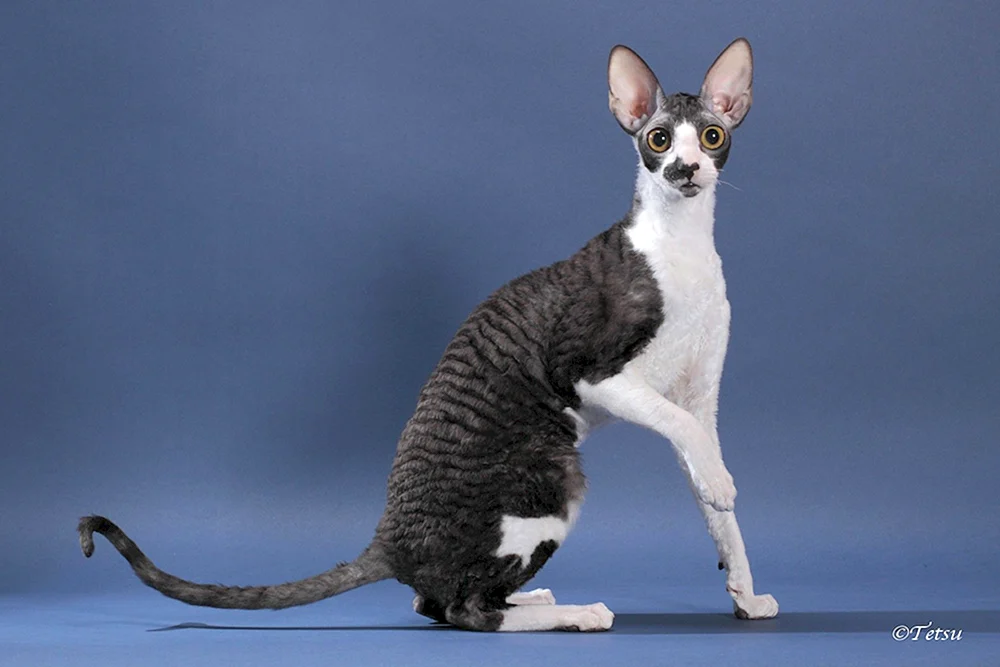 Cornish Rex Katze Katze