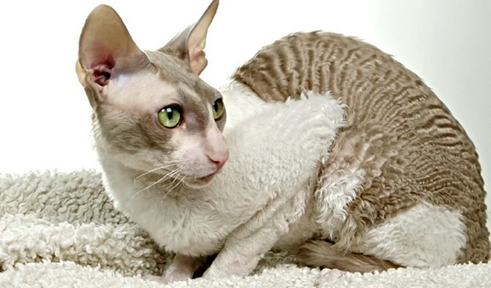 Devon Rex