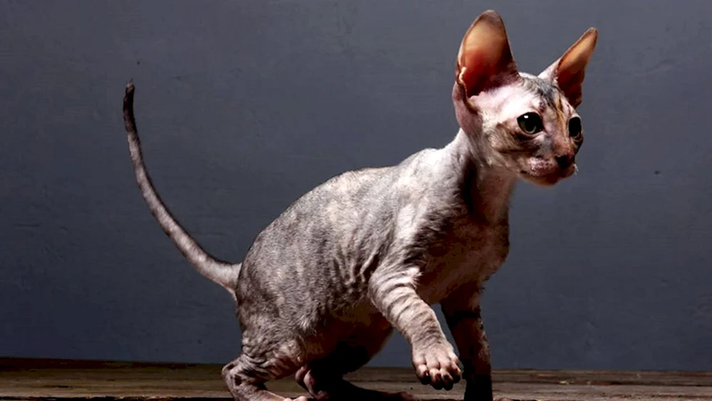 Devon Rex gestreift.