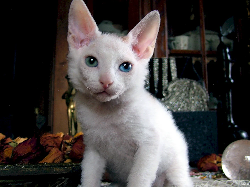 Sphynx brash Bürste