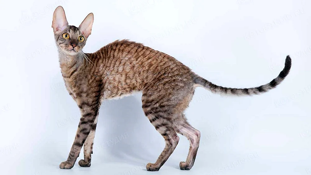 Katze Selkirk Rex