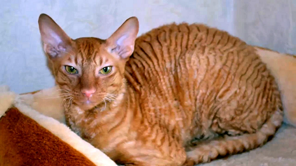 Cornish Rex Rotkopf