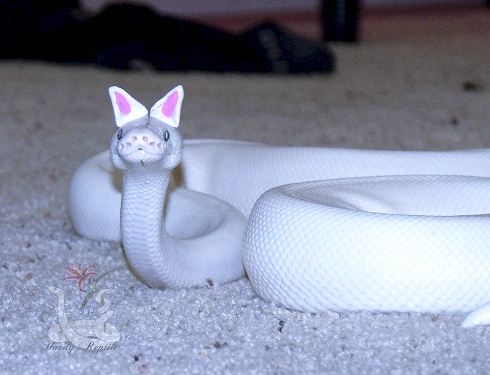 Königskobra albino