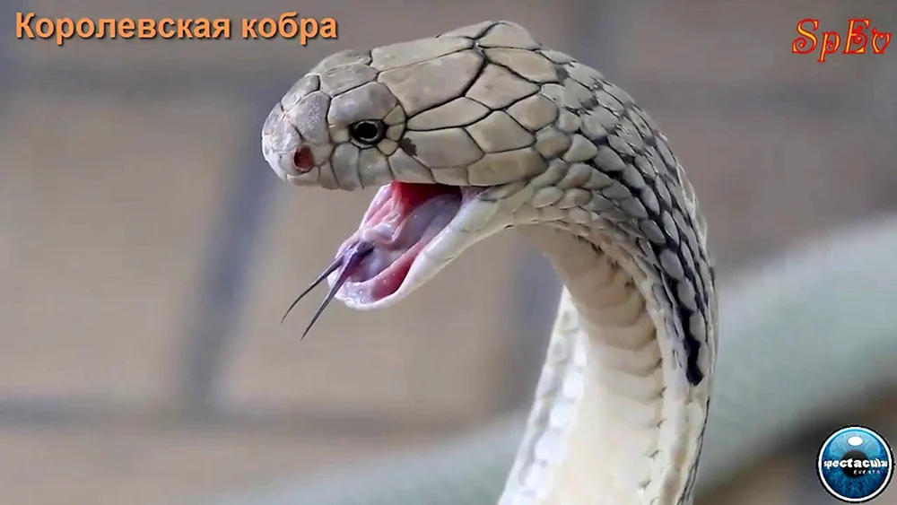 Pythonschlange