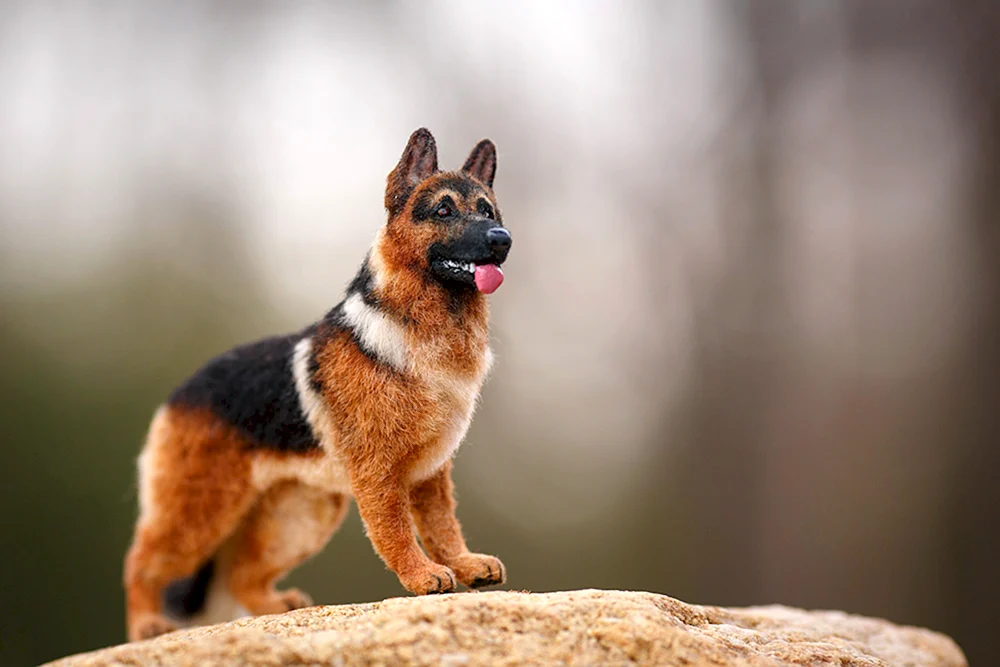 Zwerg-Schäferhund