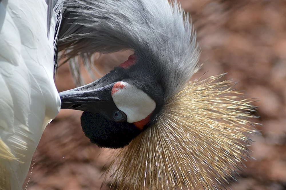 Haubenvogel
