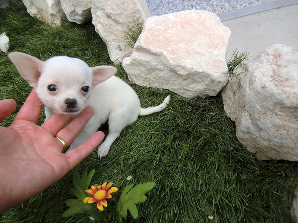 King's dog. Chihuahua