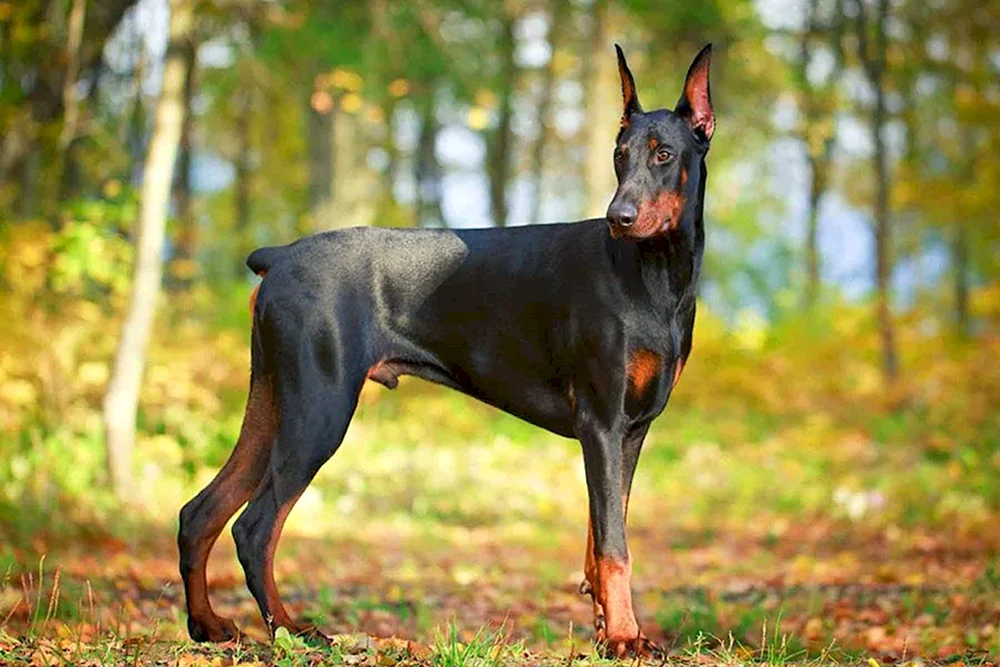 Dobermann ungekupft