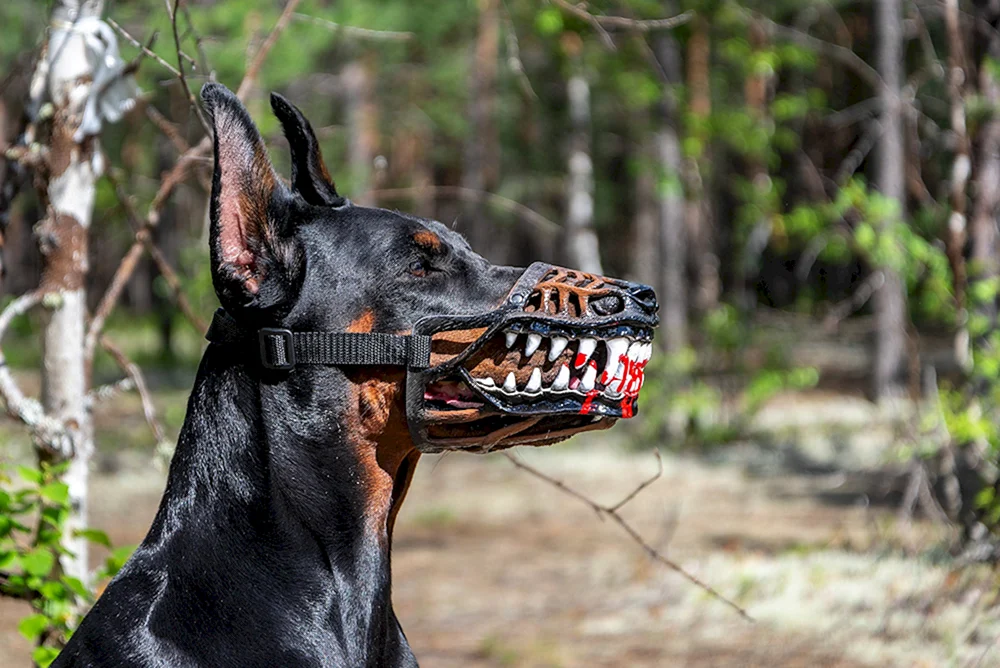 König Dobermann