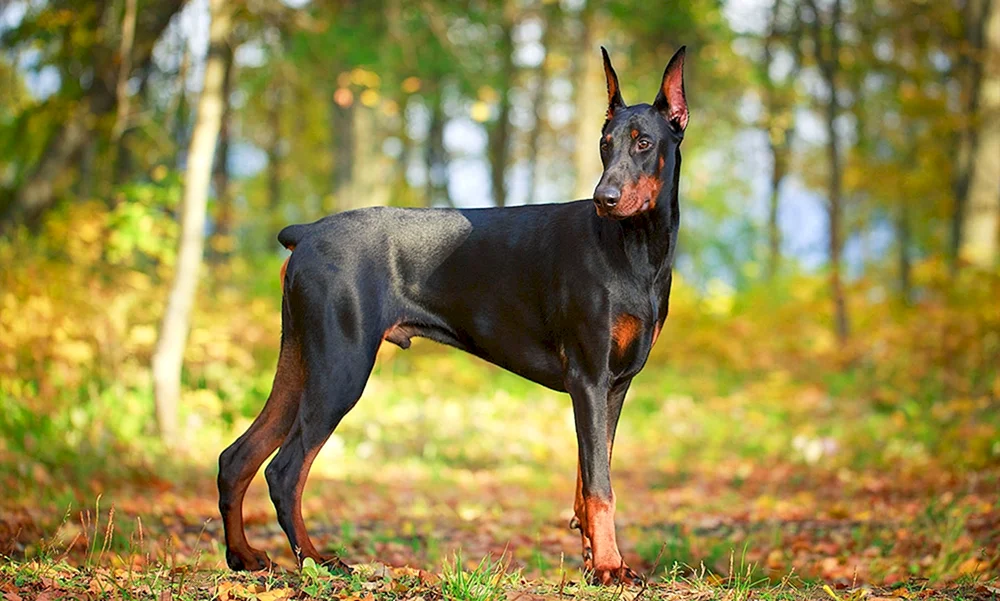 King Dobermann