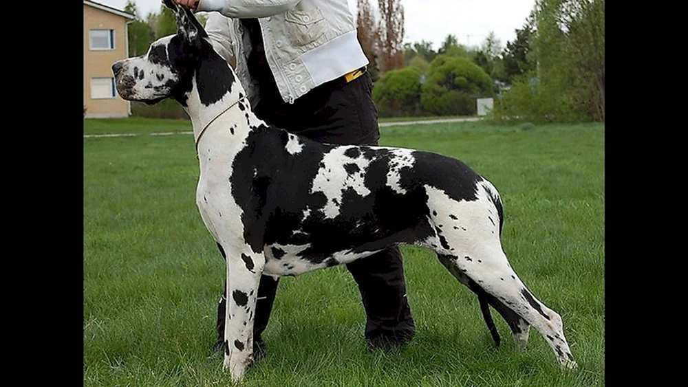 Marmorierter Hund Harlekin